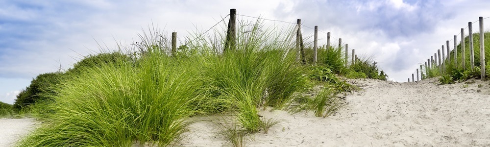 Sanddüne mit grünem Strandgras und Holzpfählen am Weg zum Strand unter blauem Himmel